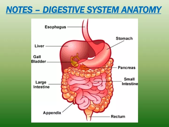notes digestive system anatomy