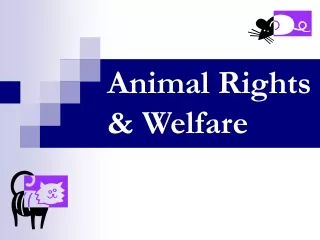 Animal Rights &amp; Welfare