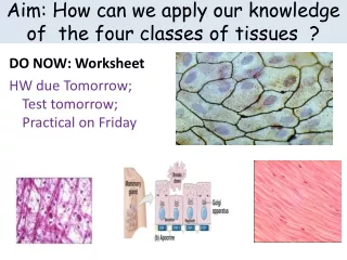Aim: How can we apply our knowledge of  the four classes of tissues  ?