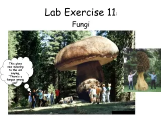 Lab Exercise 11 :