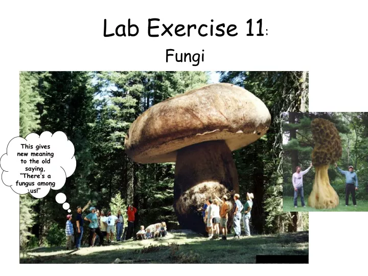 lab exercise 11