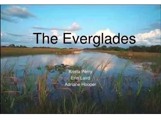 The Everglades