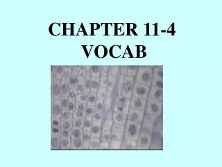 CHAPTER 11-4  VOCAB