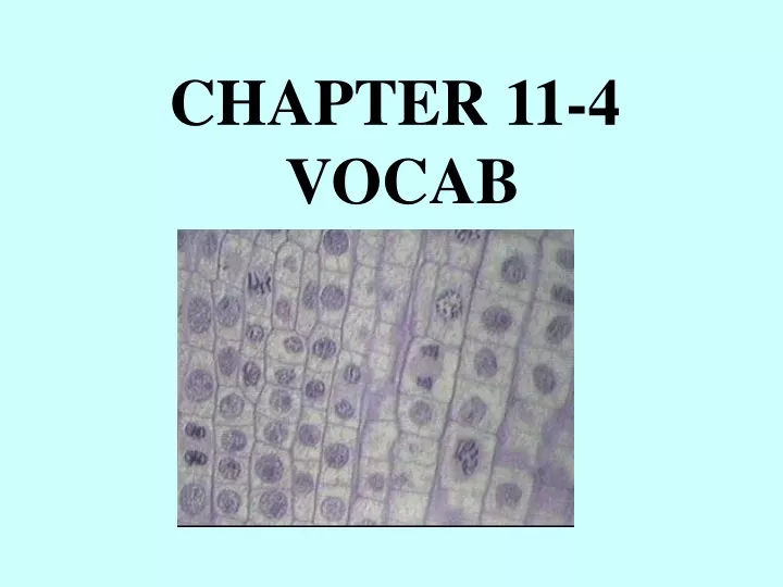 chapter 11 4 vocab