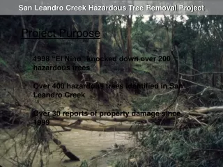 San Leandro Creek Hazardous Tree Removal Project
