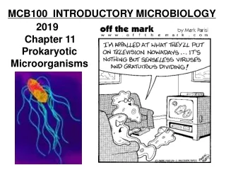 MCB100  INTRODUCTORY MICROBIOLOGY 2019       Chapter 11       Prokaryotic   Microorganisms