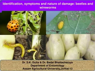 Dr. S.K. Dutta &amp; Dr. Badal Bhattacharyya Department of Entomology
