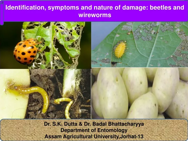 identification symptoms and nature of damage