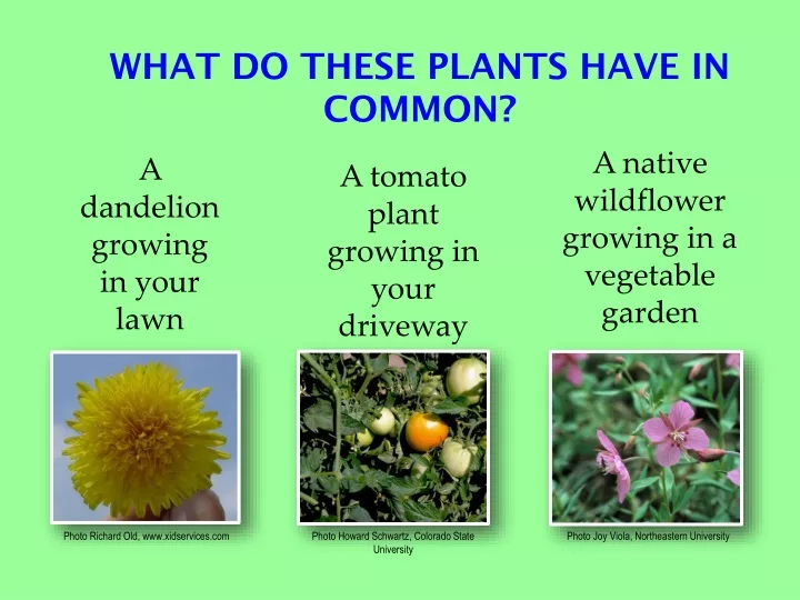 what do these plants have in common