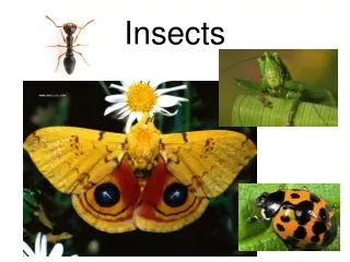 Insects