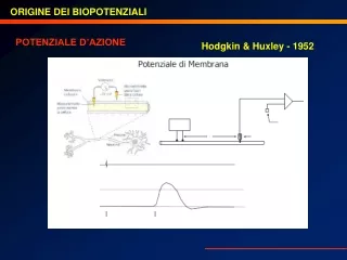 POTENZIALE D’AZIONE