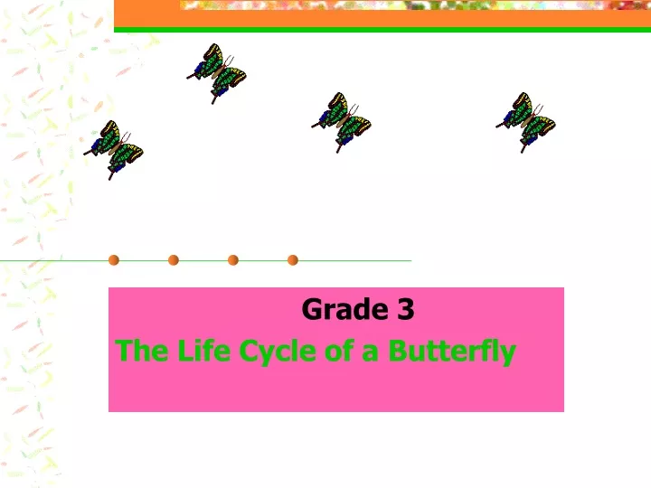 grade 3 the life cycle of a butterfly