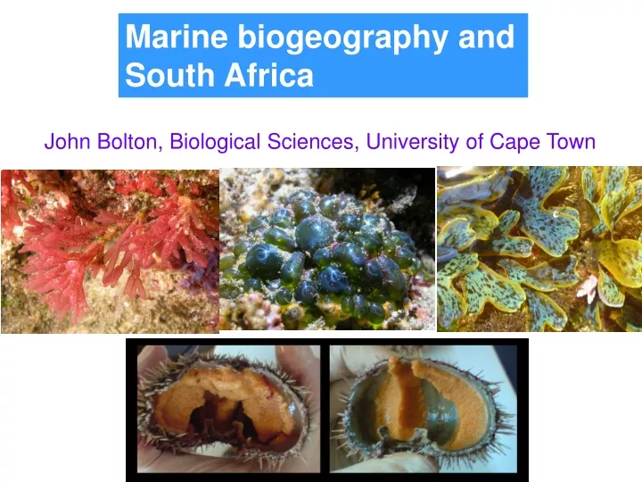 marine biogeography and south africa