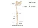 ناحیه ساق   (Leg) - slide 1