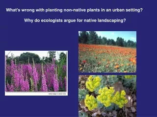 What’s wrong with planting non-native plants in an urban setting?