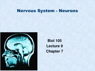 Nervous System - Neurons