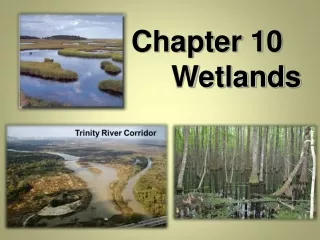Chapter 10		 Wetlands