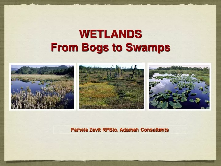 wetlands from bogs to swamps