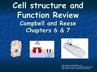 Cell structure and Function Review Campbell and Reese Chapters 6 &amp; 7