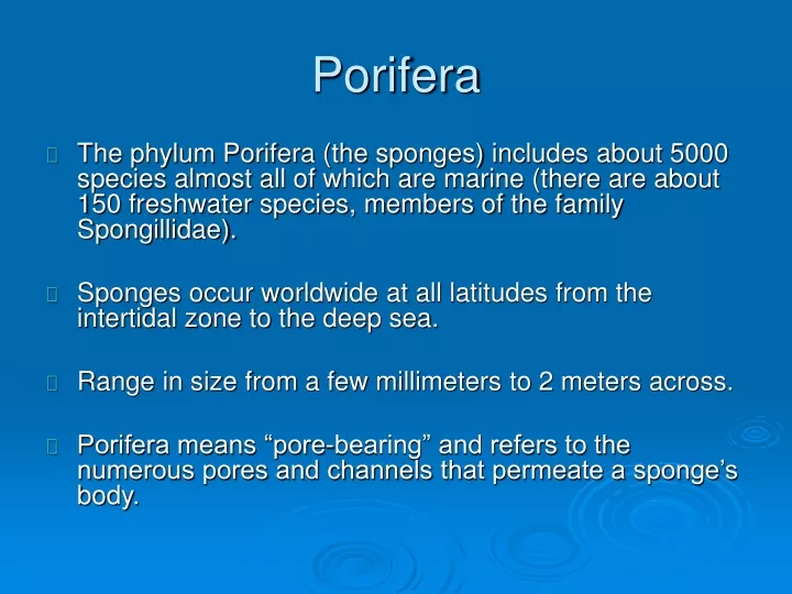 porifera