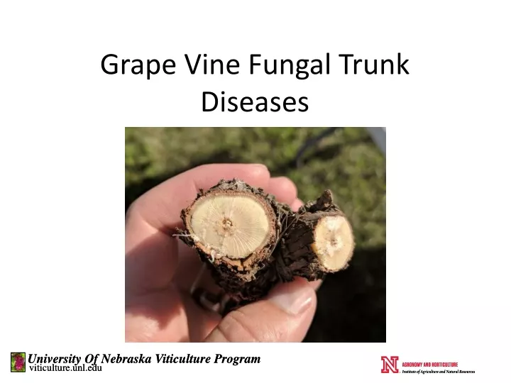 grape vine fungal trunk diseases