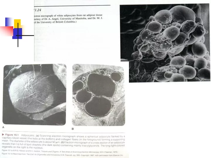 ex nutr c7 fat