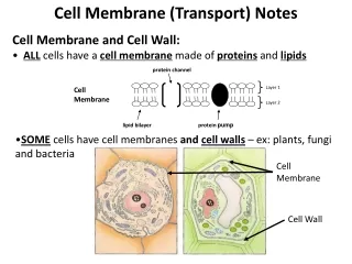 Cell Membrane (Transport) Notes Cell Membrane and Cell Wall: