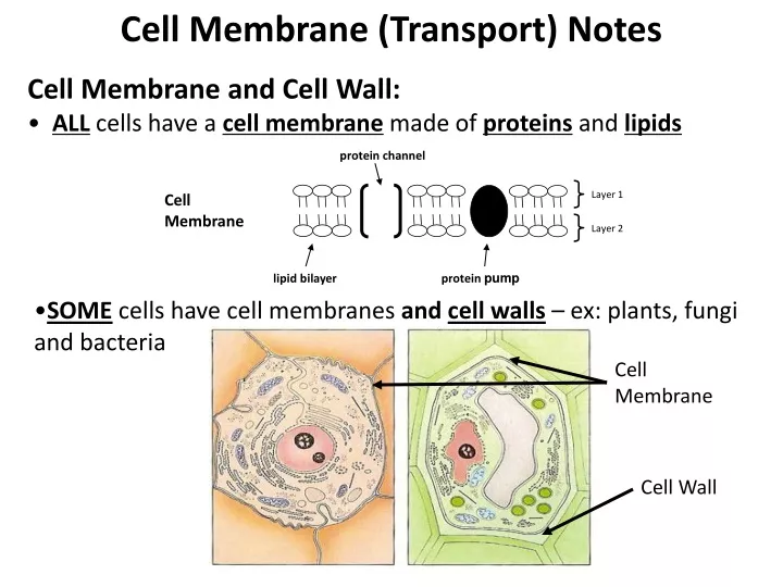 cell membrane transport notes cell membrane