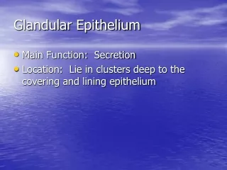 Glandular Epithelium