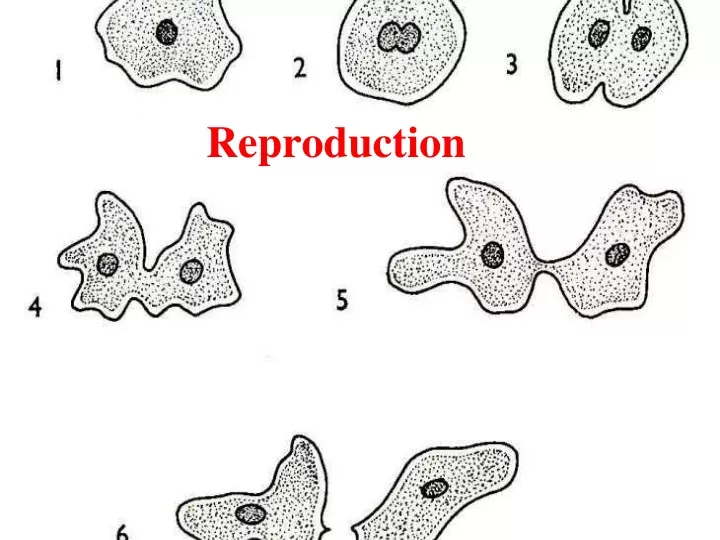 reproduction