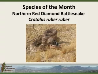 Species of the Month Northern Red Diamond Rattlesnake	 Crotalus ruber ruber