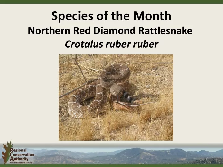 species of the month northern red diamond