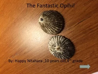 The Fantastic Opihi!