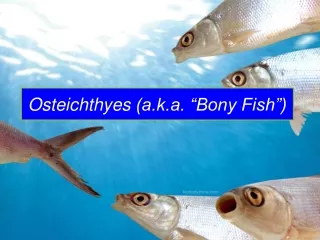 Osteichthyes (a.k.a. “Bony Fish”)