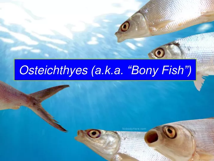 PPT - Osteichthyes (a.k.a. “Bony Fish”) PowerPoint Presentation