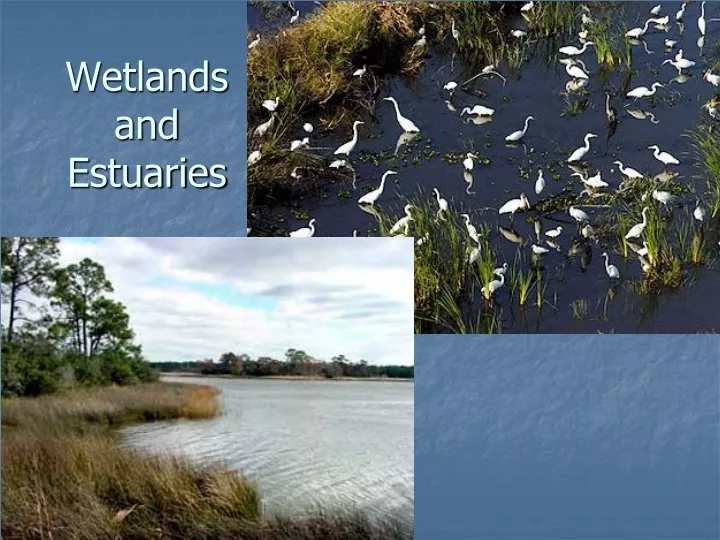 wetlands and estuaries