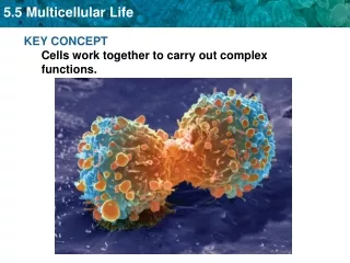 KEY CONCEPT  Cells work together to carry out complex functions.