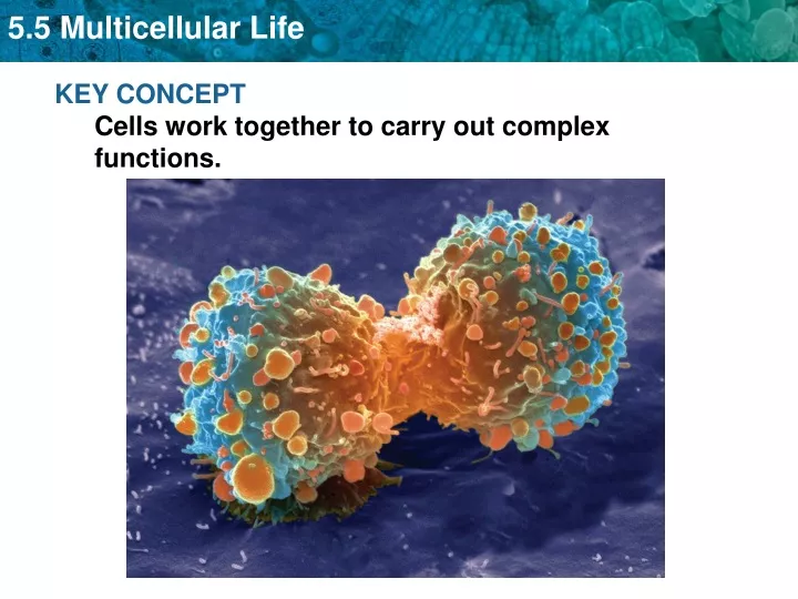 key concept cells work together to carry