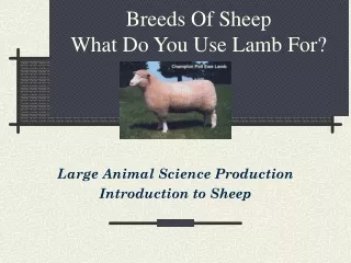 Breeds Of Sheep What Do You Use Lamb For?