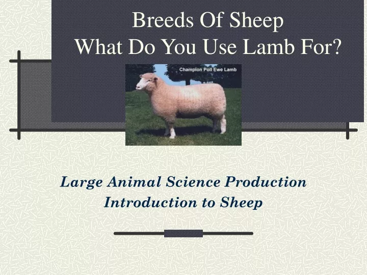 breeds of sheep what do you use lamb for