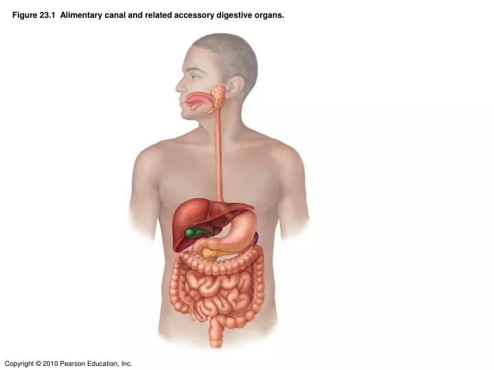 figure 23 1 alimentary canal and related accessory digestive organs
