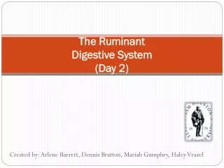 The Ruminant  Digestive System  (Day 2)