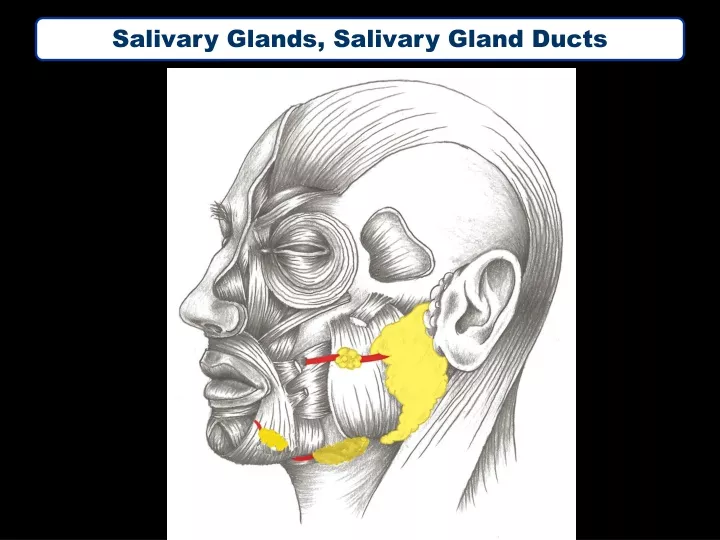 salivary glands salivary gland ducts