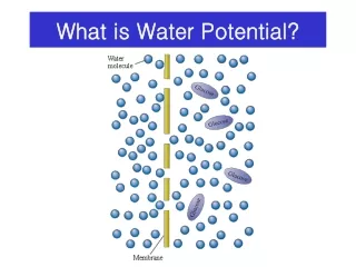 What is Water Potential?