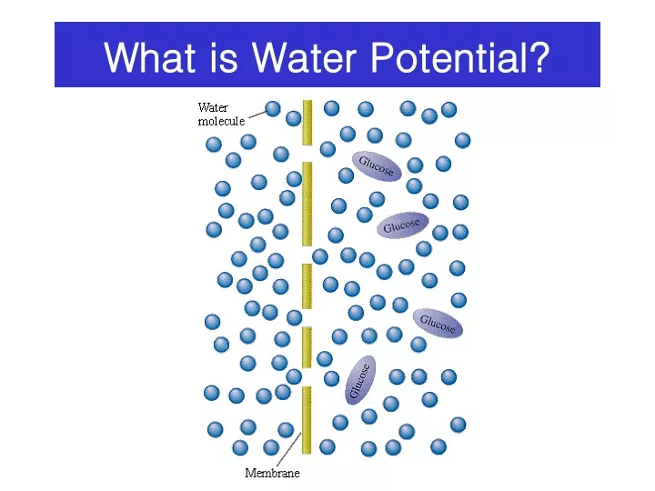 what is water potential