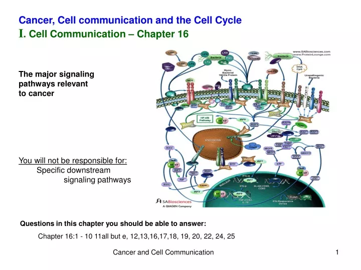 cancer cell communication and the cell cycle
