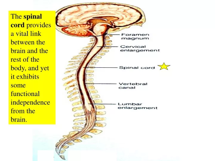 the spinal cord provides a vital link between