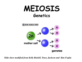 MEIOSIS Genetics