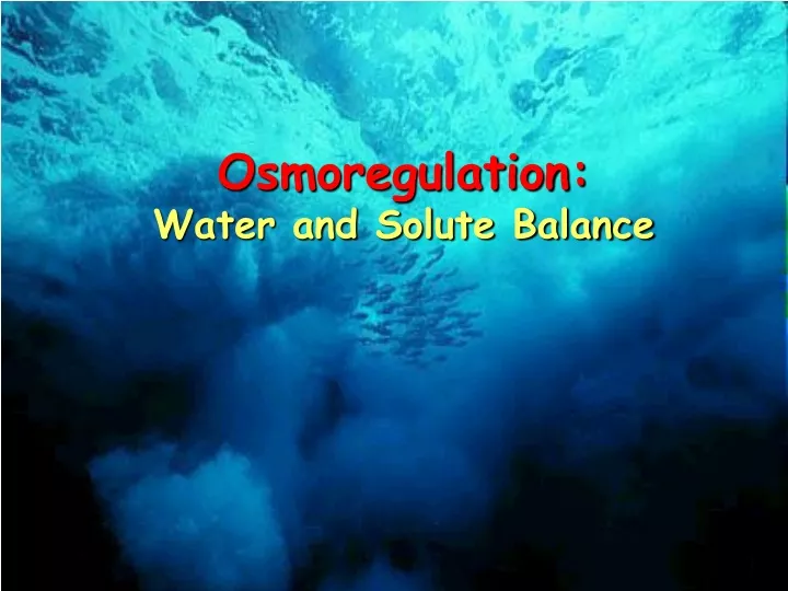 osmoregulation water and solute balance