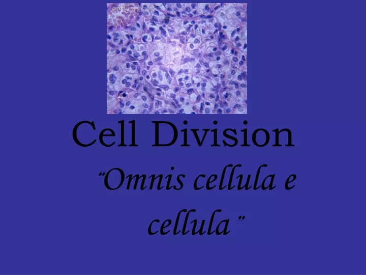 cell division